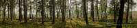 Интерьерная панель "Пробуждение леса"; ПВХ-пластик (3000*600*1мм.)