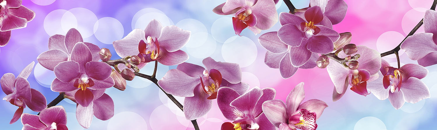 Кухонный фартук "Сад орхидей", полимерное стекло; 2000*600*3мм.