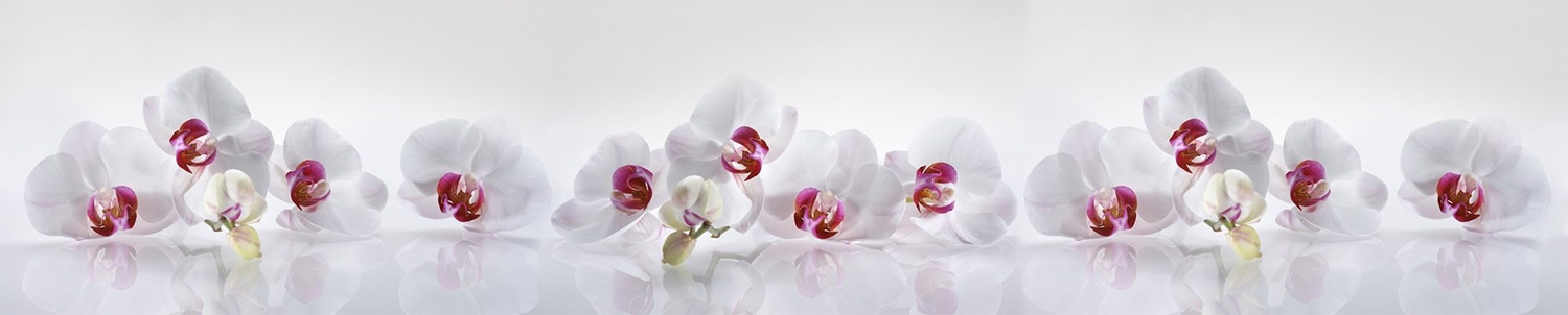 Кухонный фартук "Светлые орхидеи"; полимерное стекло; 3000*600*3мм.